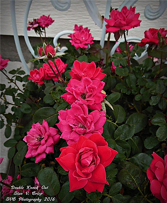 Roses rustiques à pousser: types de roses difficiles à tuer