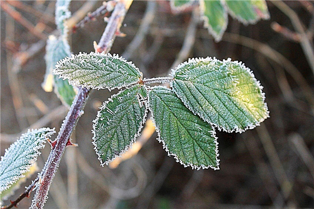 Gervuogių krūmai žiemą - kaip apsaugoti gervuogių augalus
