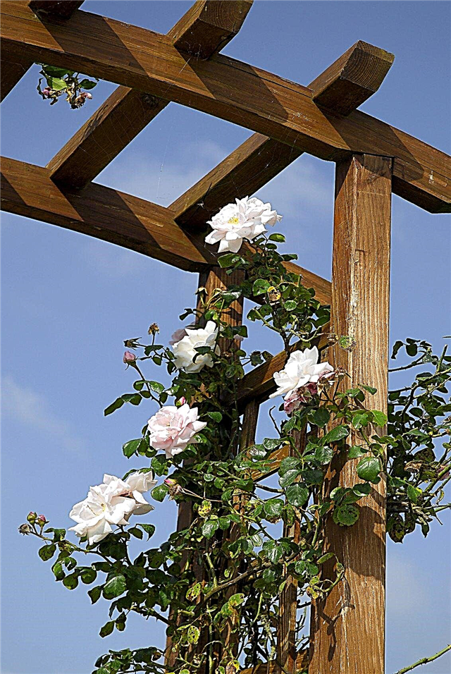 Training Climbing Roses - Cómo obtener una rosa trepadora para escalar