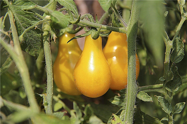 الطماطم ذات المناخ الحار: كيفية زراعة الطماطم في المناخات الدافئة