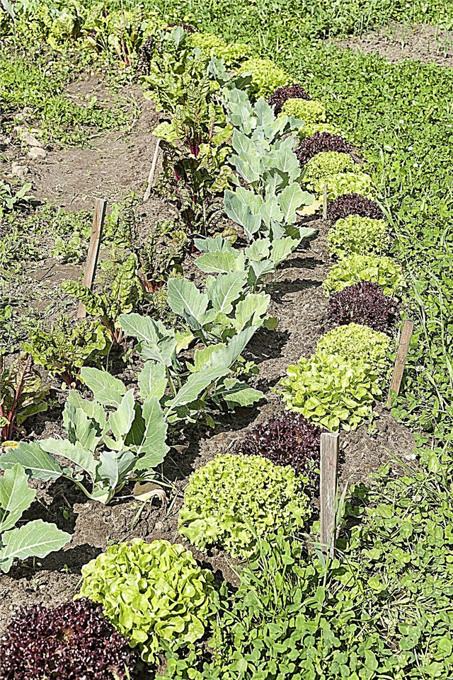 Koolrabi-metgezelplanten - Wat te planten met koolrabi