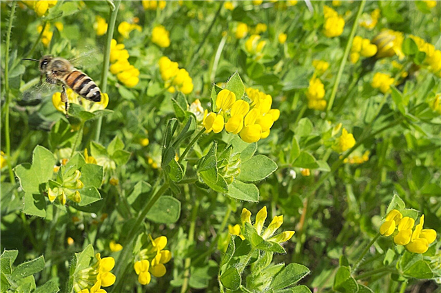 Zagađivači trave: Kako stvoriti dvorište prilagođeno pčelama