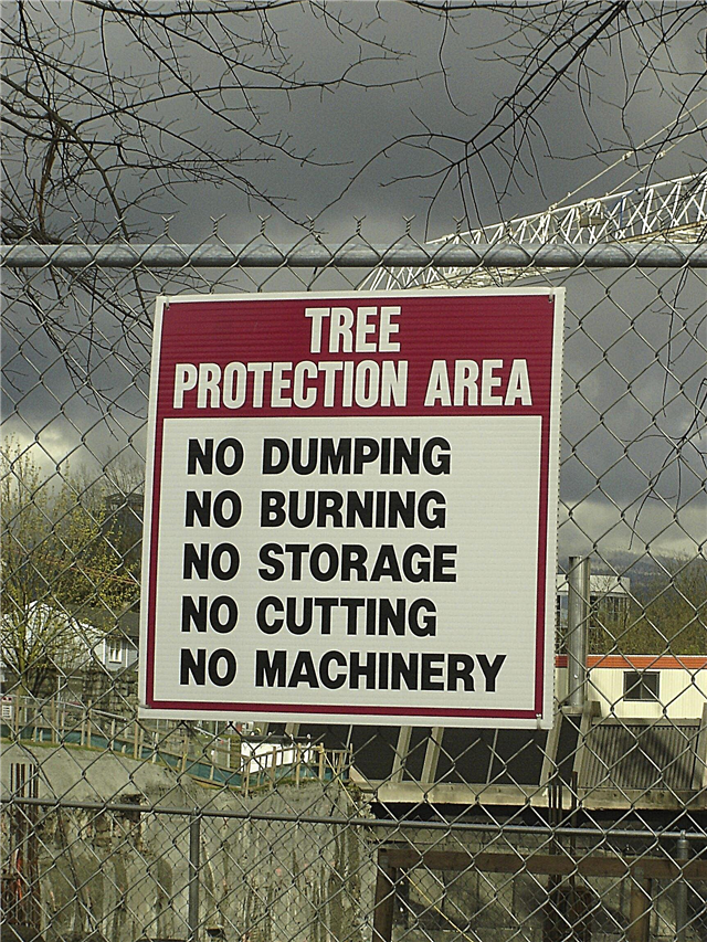 Koku aizsardzība būvlaukumos - koku bojājumu novēršana darba zonās