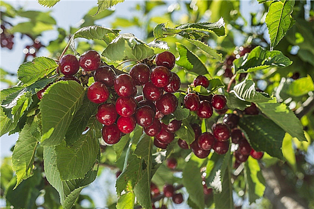 Гнојиво за трешње дрво: када и како оплодити стабла трешње
