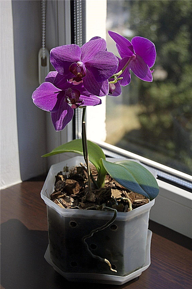 Orchideen für Windowsills: Erfahren Sie mehr über das Wachsen von Windowsill-Orchideen