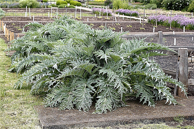 Plantación de alcachofas: aprenda sobre las plantas de alcachofa