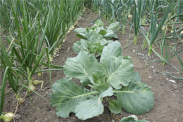 Companion Planting With Onions - Erfahren Sie mehr über Zwiebelpflanzen-Begleiter