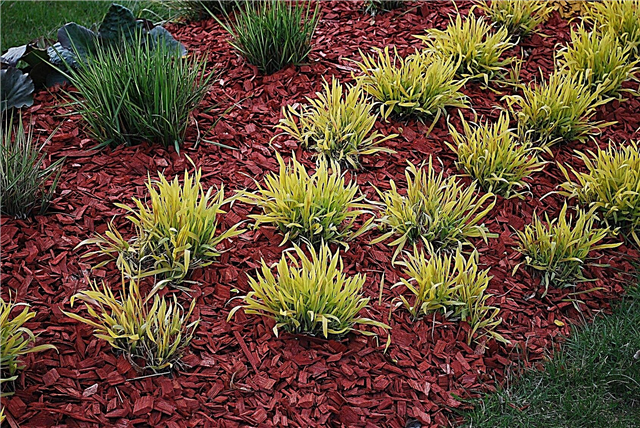 Este mulch colorat toxic - siguranța mulci vopsite în grădină