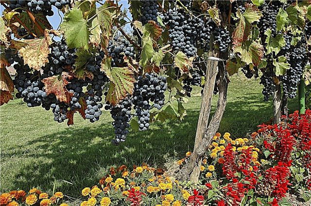 Plantación acompañante con uvas: qué plantar alrededor de las uvas