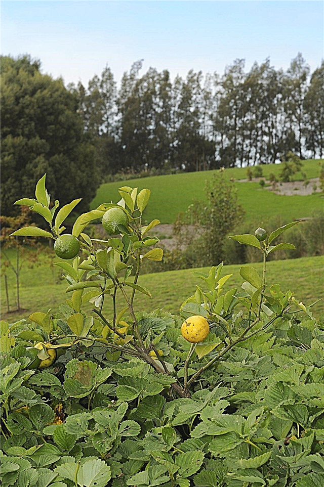 Společníci citrusových stromů: Co zasadit pod citrusovníky