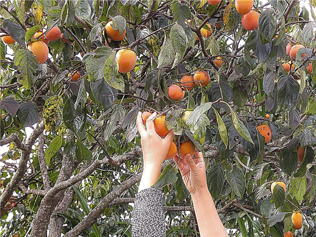 När är persimmoner mogna: Lär dig hur man skördar persimmoner