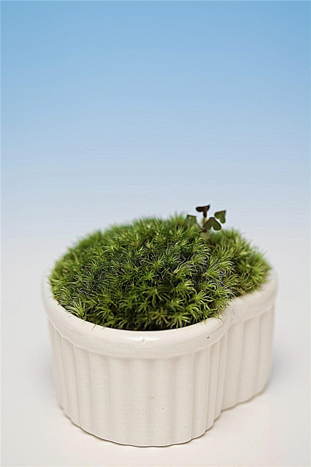 Container Grown Moss - Cara Menanam Lumut Dalam Pot