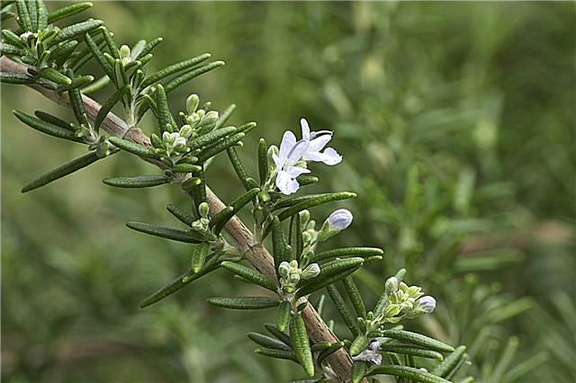 أنواع نباتات الروزماري: أصناف نباتات الروزماري للحديقة