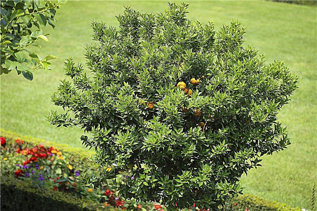Lemon Tree Companions: Tips för plantering under citronträd