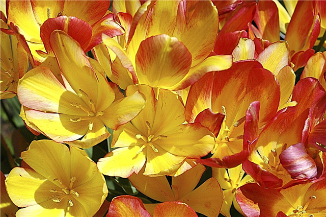 Variedades de tulipanes con varias cabezas: aprenda sobre las flores de tulipanes con varias cabezas
