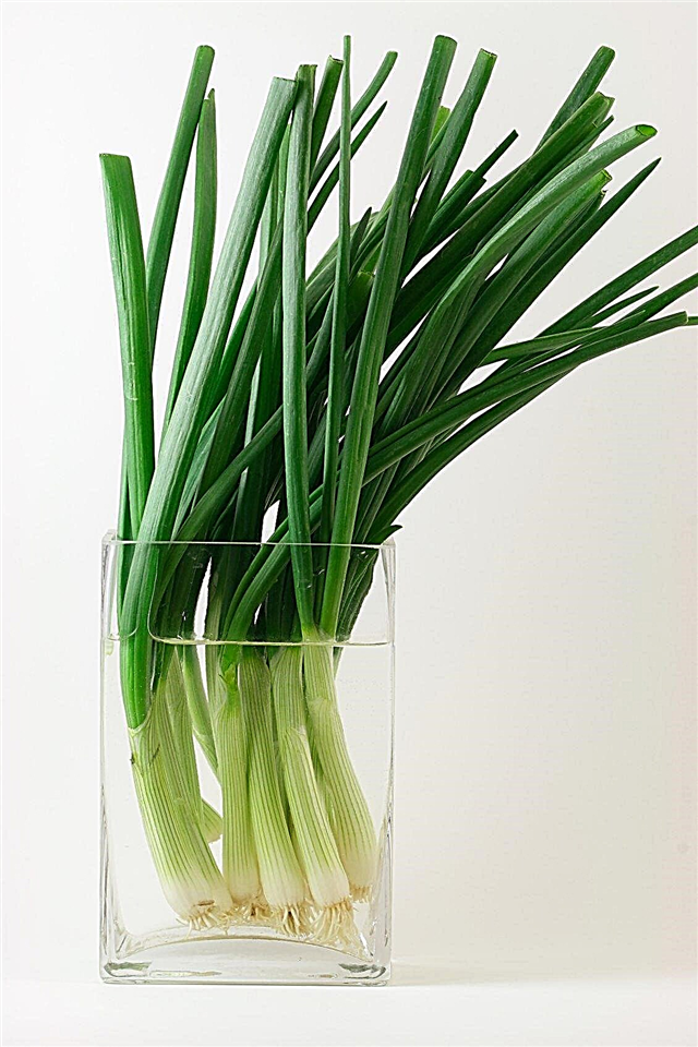 Plantas de cebola verde na água: dicas sobre o cultivo de cebolinha na água