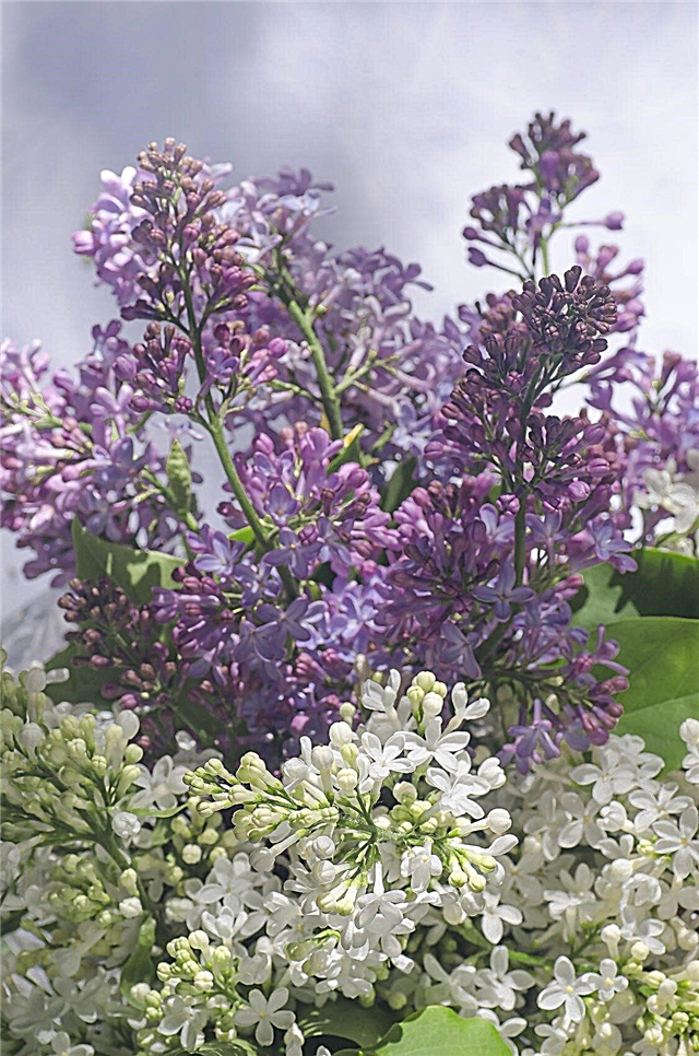 Lilac følgesvester - Hva du skal plante med lilla busker