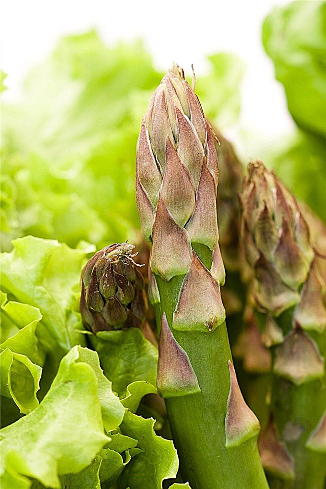 Asparges kompanjonsplanter - Hva vokser godt med asparges