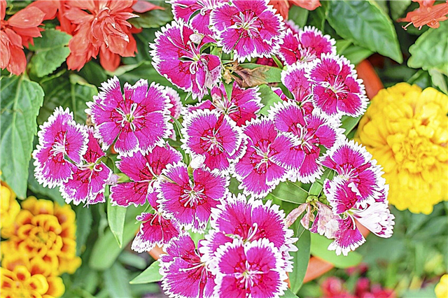 Metgezelplanten voor Dianthus - Tips over wat te planten met Dianthus