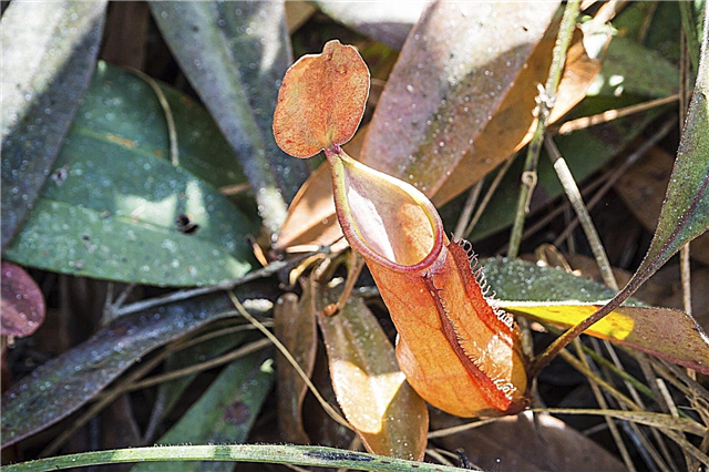 Black Pitcher Plant Leaves - Why Nepenthes Leaves Turning Black