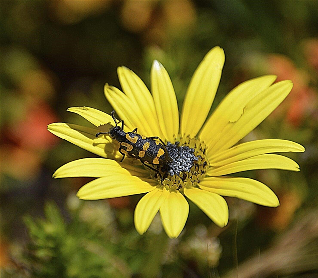 Apa Itu Kumbang Blister: Apakah Kumbang Blister Merupakan Hama Atau Bermanfaat