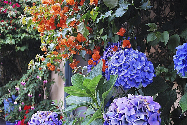 Hydrangea Plant Companions - Consejos para plantar junto a las hortensias