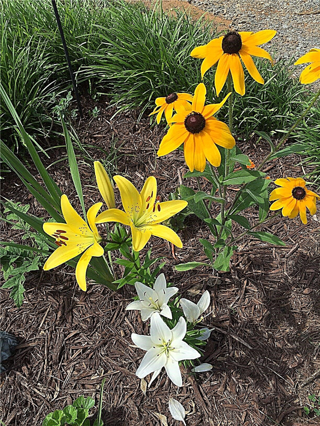 Придружители за лилии в градината: растения, които растат добре с лилии