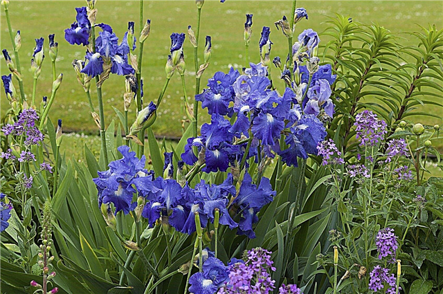 Tanaman Pendamping Iris yang Sesuai: Apa Yang Perlu Ditanam Dengan Iris Di Taman