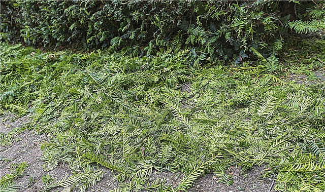 Podando um arbusto de teixo: Como podar uma planta de teixo coberta de vegetação