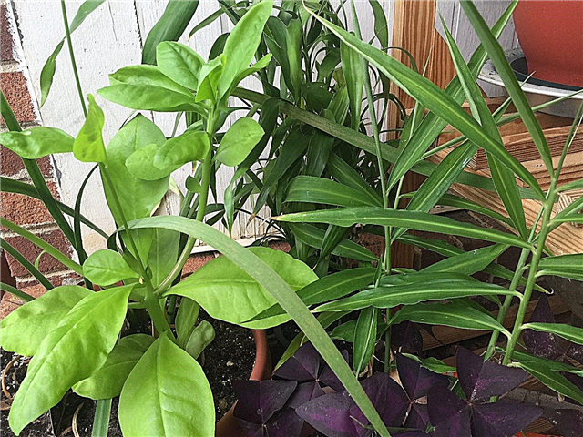 Compagnons de plantes de gingembre: découvrez les plantes qui prospèrent avec le gingembre