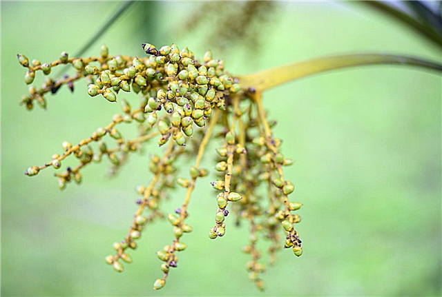 Vermehrung von Pferdeschwanzpalmensamen - Wie man Pferdeschwanzpalmen aus Samen züchtet