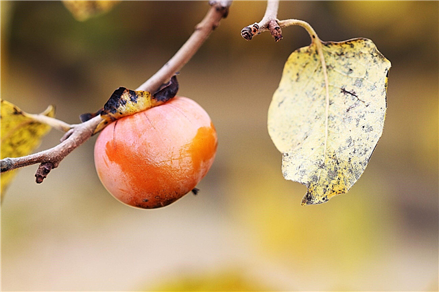 Persimmon Tree-ziekten: het oplossen van ziekten bij persimmon-bomen