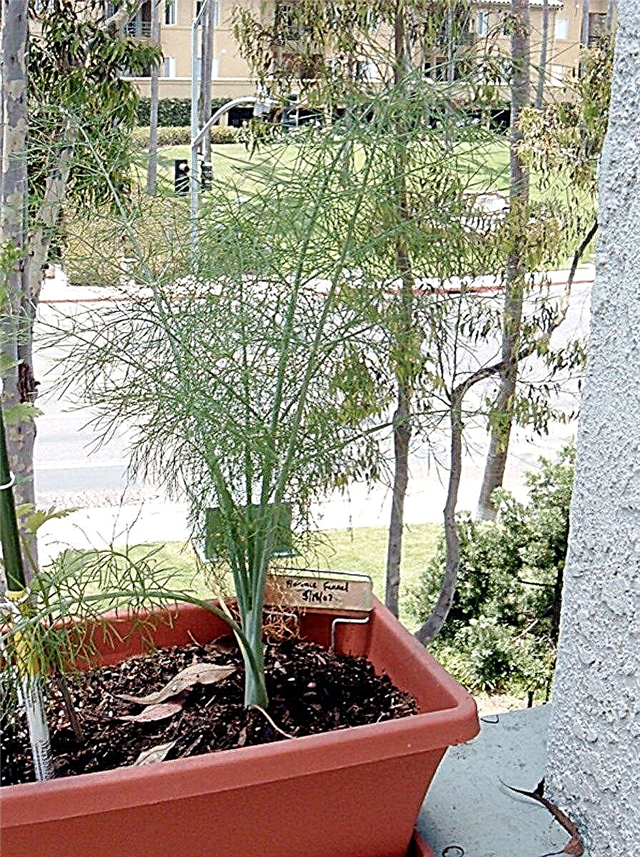 Poți crește fenicul în ghivece: Aflați cum să plantați fenicul în containere
