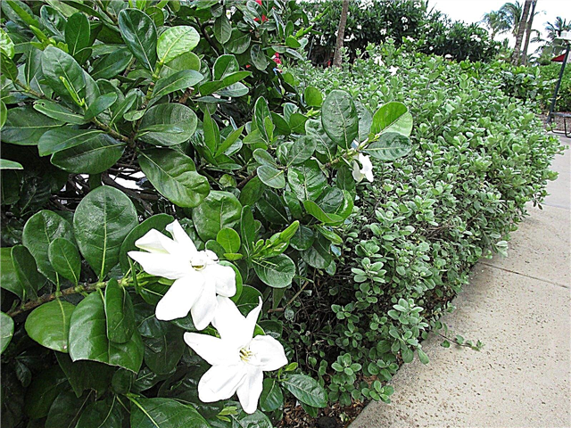 Gardenya Bitki Yoldaşları - Gardenias'la Ne Bitireceğini Öğrenin