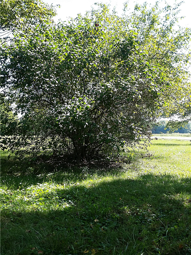 Menghilangkan Lebah Lilac: Cara Menghilangkan Lebah Lilac Di Taman