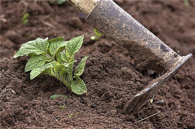 Covering Potato Plants: How To Hill Up Potato Plants