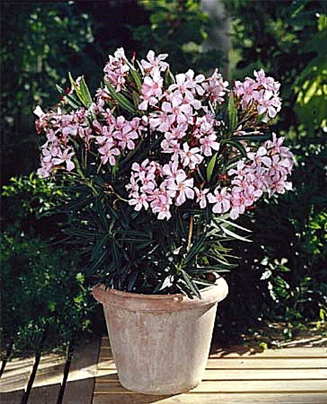 Oleander Winter Care - Trazendo Oleander para dentro de casa no inverno
