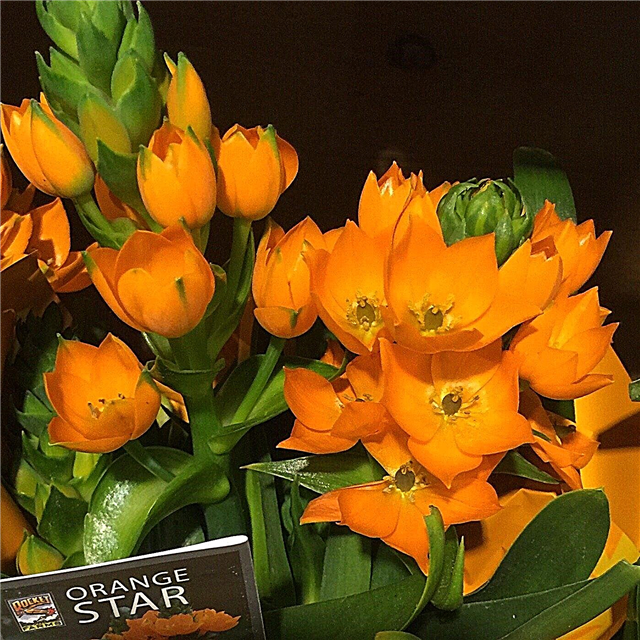 Cultivo de plantas Orange Star: consejos para cuidar una planta Orange Star