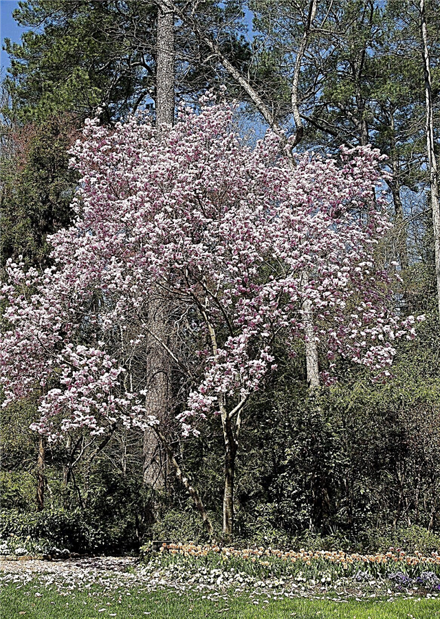 Plantas acompanhantes de magnólia: o que cresce bem com as árvores de magnólia