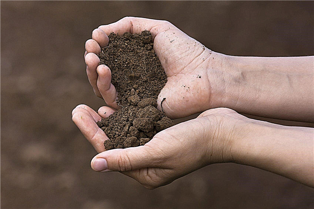 Kas yra priemolio dirvožemis: koks yra priemolio ir viršutinio dirvožemio skirtumas?