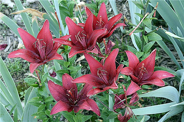 Deadheading Lilies: Τρόπος αποτυχίας ενός φυτού κρίνου
