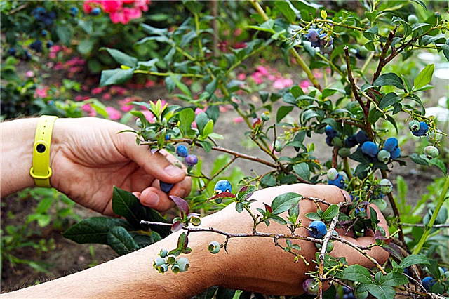 Blåbærplante følgesvenner - Lær hva du skal plante med blåbær