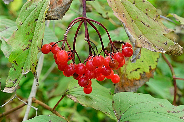 Highbush Cranberry Plants: Omsorg for amerikanske Cranberry Buske