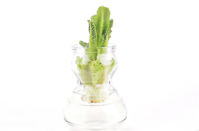 Efterplantning af salat i vand: Omsorg for salatplanter, der vokser i vand
