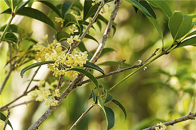 Saldo olīvu pavairošana: kā sakņot saldo olīvu koku