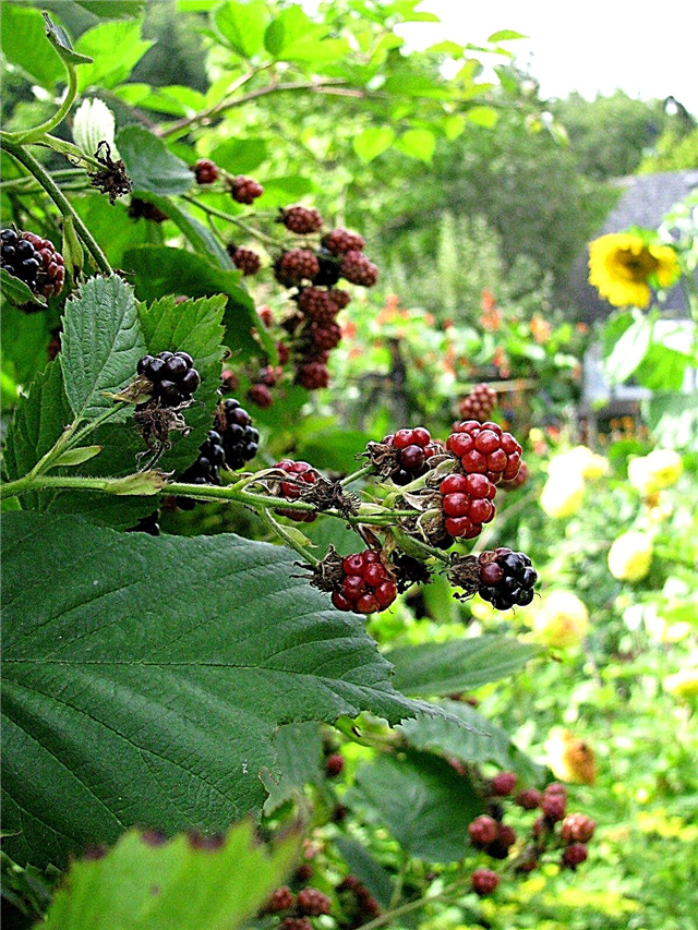 Plantas Companheiro de Blackberry: O que plantar com arbustos de Blackberry