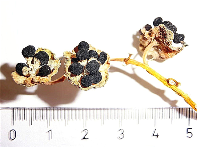 Propagation des graines de jacinthe - Comment faire pousser des jacinthes à partir de graines