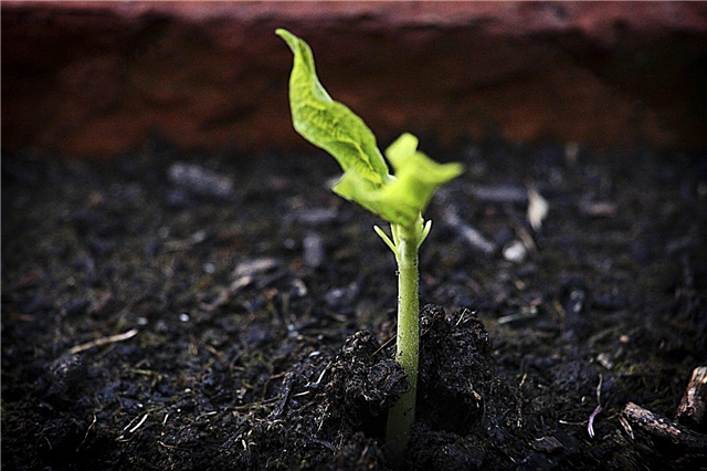 Crescere nel compost senza terreno: fatti sulla semina nel compost puro