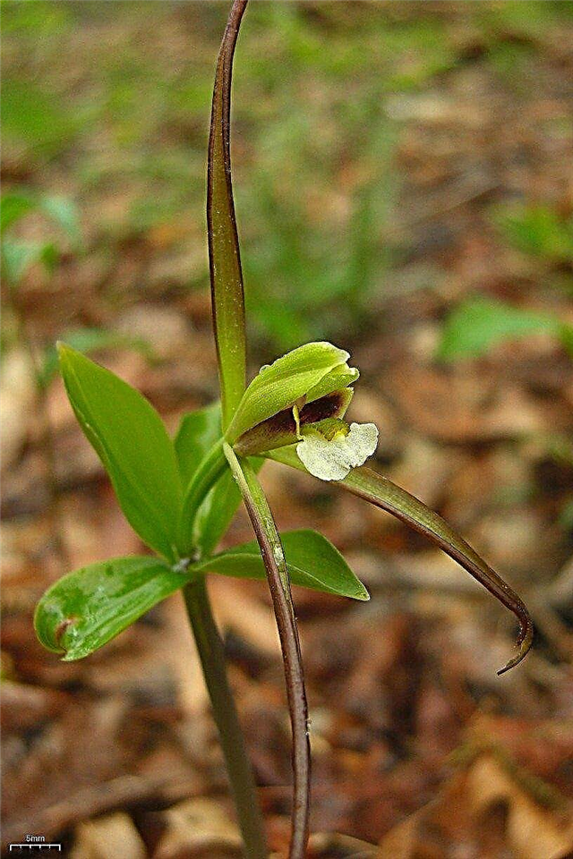 ¿Qué es una Pogonia verticilada? Aprenda sobre las plantas de Pogonia verticilada