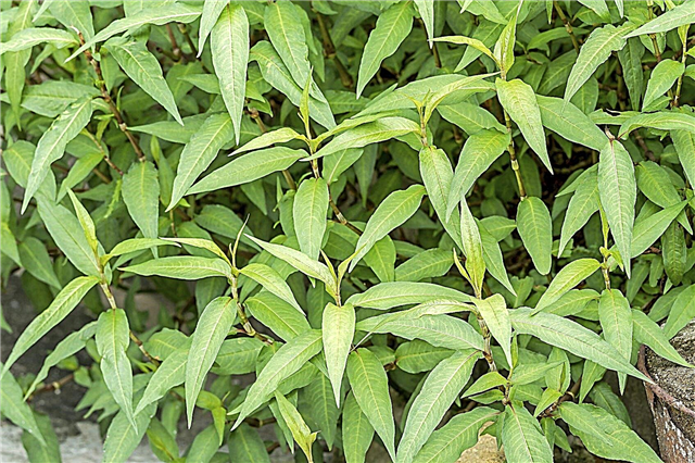 Datos de la planta de cilantro vietnamita: ¿Cuáles son los usos de las hierbas de cilantro vietnamita